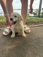Phoenix, a male Goldendoodle for sale in Charlotte, NC – 3 of 10