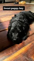Ash, a male Goldendoodle for sale in Charlotte, NC – 3 of 8