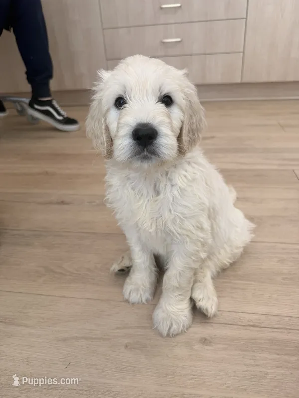 Phoenix – Goldendoodle puppy for sale in Charlotte, NC