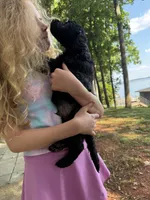 Ember, a female Goldendoodle for sale in Charlotte, NC – 5 of 10