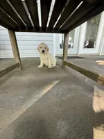 Phoenix, a male Goldendoodle for sale in Charlotte, NC – 4 of 10