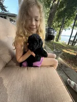 Ember, a female Goldendoodle for sale in Charlotte, NC – 3 of 10