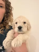 Phoenix, a male Goldendoodle for sale in Charlotte, NC – 5 of 10