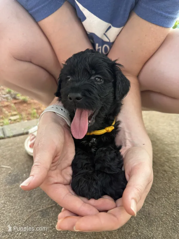 Ember – Goldendoodle puppy for sale in Charlotte, NC