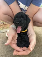 Ember, a female Goldendoodle for sale in Charlotte, NC – 1 of 10