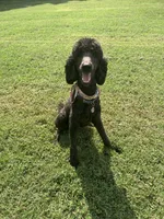 Phoenix, a male Goldendoodle for sale in Charlotte, NC – 8 of 10