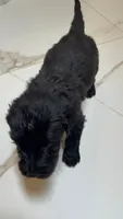 Ember, a female Goldendoodle for sale in Charlotte, NC – 7 of 10
