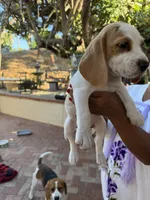 Beagle pup, a female Beagle for sale in Escondido, CA – 6 of 6