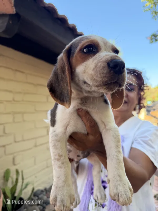 Beagle – Beagle puppy for sale in Escondido, CA