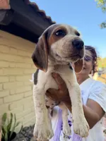 Beagle, a male Beagle for sale in Escondido, CA – 1 of 6