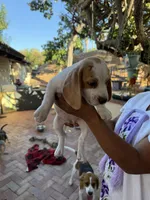 Beagle pup, a female Beagle for sale in Escondido, CA – 2 of 6