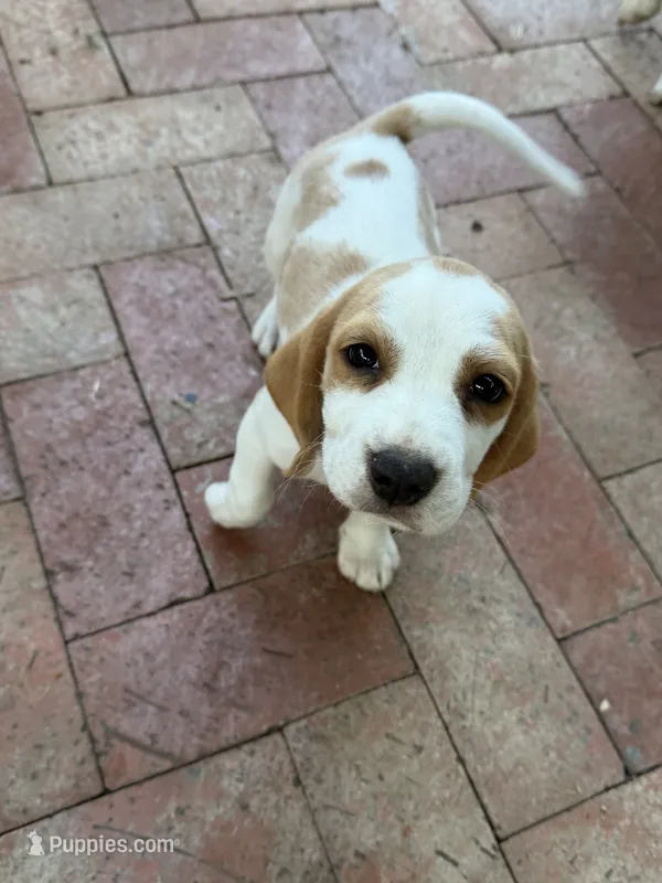 Beagle pup – Beagle puppy for sale in Escondido, CA