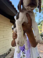 Beagle, a male Beagle for sale in Escondido, CA – 2 of 6