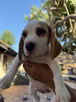 Beagle pup, a female Beagle for sale in Escondido, CA – 1 of 6