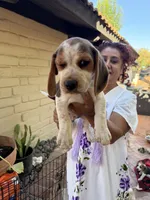 Beagle, a male Beagle for sale in Escondido, CA – 4 of 6
