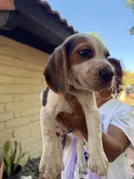 Beagle, a male Beagle for sale in Escondido, CA – 3 of 6
