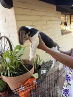 Beagle, a male Beagle for sale in Escondido, CA – 6 of 6