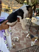 Beagle, a male Beagle for sale in Escondido, CA – 5 of 6