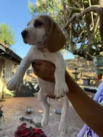 Beagle pup, a female Beagle for sale in Escondido, CA – 3 of 6
