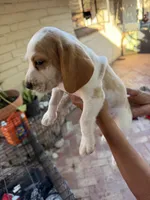 Beagle pup, a female Beagle for sale in Escondido, CA – 4 of 6