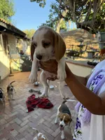 Beagle pup, a female Beagle for sale in Escondido, CA – 5 of 6