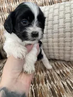 Moolisa, a female Cocker Spaniel and Shih Tzu for sale in Bradley, CA – 2 of 6