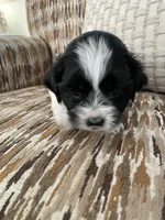 Moolisa, a female Cocker Spaniel and Shih Tzu for sale in Bradley, CA – 5 of 6
