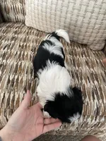 Moolisa, a female Cocker Spaniel and Shih Tzu for sale in Bradley, CA – 6 of 6
