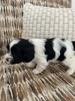 Moolisa, a female Cocker Spaniel and Shih Tzu for sale in Bradley, CA – 3 of 6