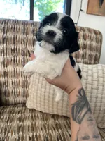 Moolisa, a female Cocker Spaniel and Shih Tzu for sale in Bradley, CA – 4 of 6