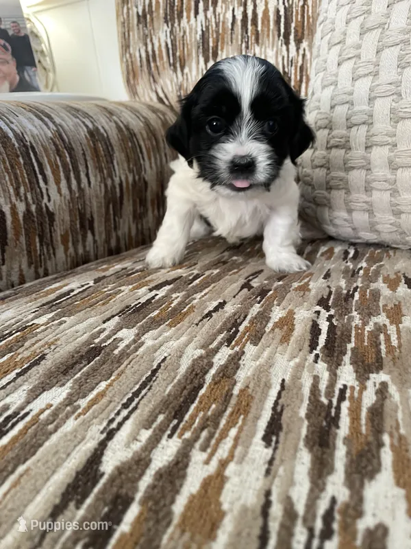 Moolisa – Cocker Spaniel, Shih Tzu puppy for sale in Bradley, CA