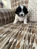 Moolisa, a female Cocker Spaniel and Shih Tzu for sale in Bradley, CA – 1 of 6