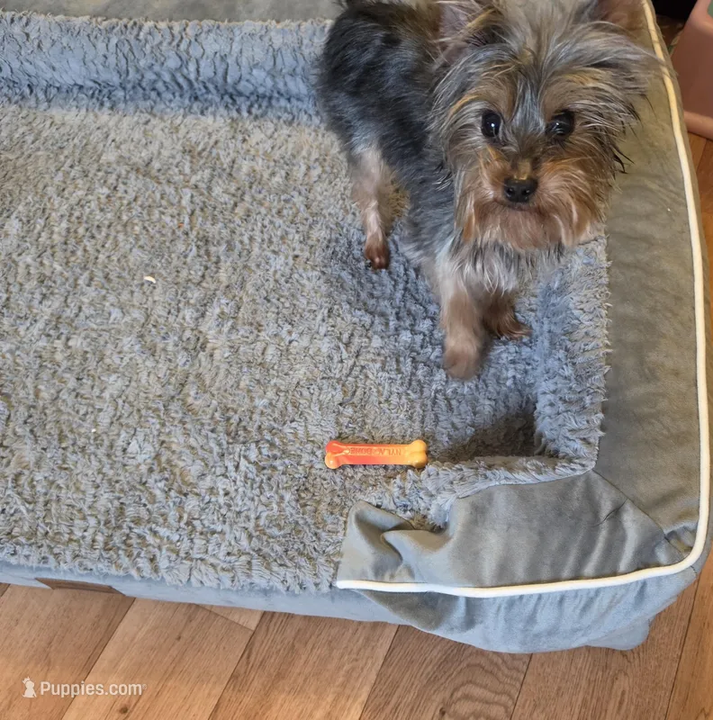 Bear – Yorkshire Terrier puppy for sale in Lawrenceburg, TN