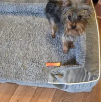 Bear, a male Yorkshire Terrier for sale in Lawrenceburg, TN – Photo 2 of 3