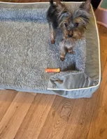 Bear, a male Yorkshire Terrier for sale in Lawrenceburg, TN – Photo 3 of 3