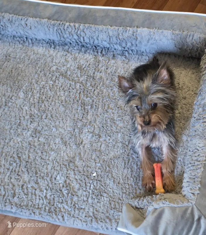 Bear – Yorkshire Terrier puppy for sale in Lawrenceburg, TN