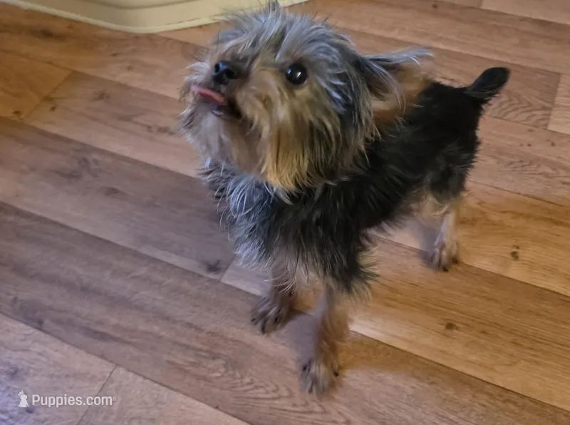 Bear – Yorkshire Terrier puppy for sale in Lawrenceburg, TN