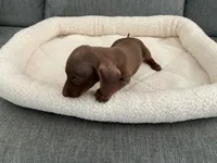 Mia, a female Miniature Dachshund for sale in Tacoma, WA – 4 of 5