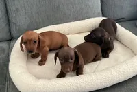 Tara, a female Miniature Dachshund for sale in Tacoma, WA – 7 of 7