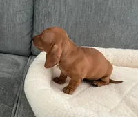 Tara, a female Miniature Dachshund for sale in Tacoma, WA – 6 of 7
