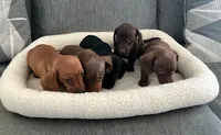Ray, a male Miniature Dachshund for sale in Tacoma, WA – 3 of 4