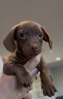 Thumbelina, a female Miniature Dachshund for sale in Tacoma, WA – 2 of 5