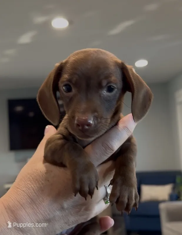 Thumbelina – Miniature Dachshund puppy for sale in Tacoma, WA