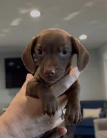 Thumbelina, a female Miniature Dachshund for sale in Tacoma, WA – 1 of 5