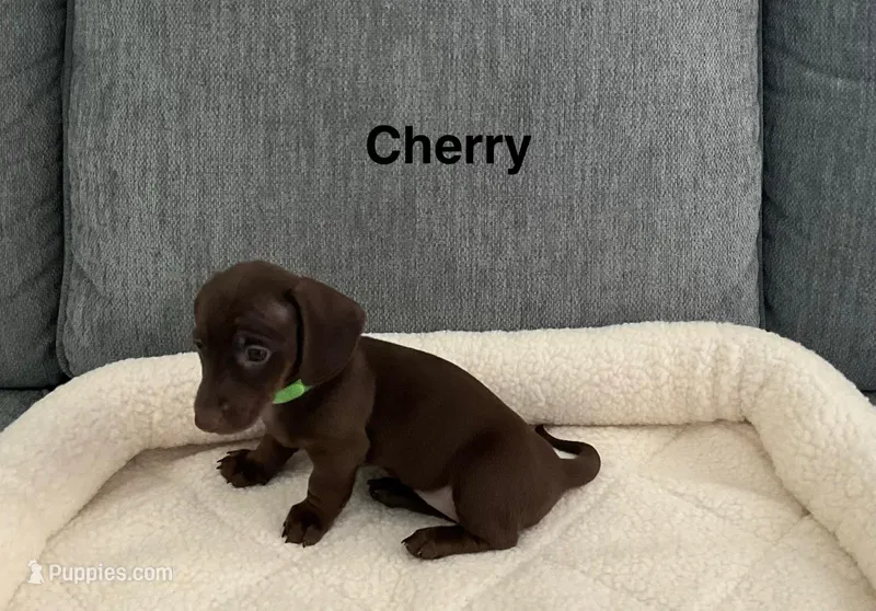 Cherry  – Miniature Dachshund puppy for sale in Tacoma, WA
