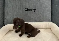 Cherry , a female Miniature Dachshund for sale in Tacoma, WA – 1 of 5