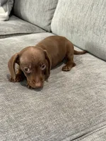 Thumbelina, a female Miniature Dachshund for sale in Tacoma, WA – 4 of 5