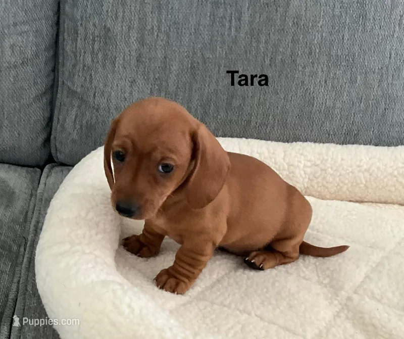 Tara – Miniature Dachshund puppy for sale in Tacoma, WA