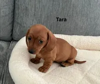 Tara, a female Miniature Dachshund for sale in Tacoma, WA – 1 of 7