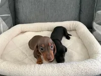 Ray, a male Miniature Dachshund for sale in Tacoma, WA – 2 of 4